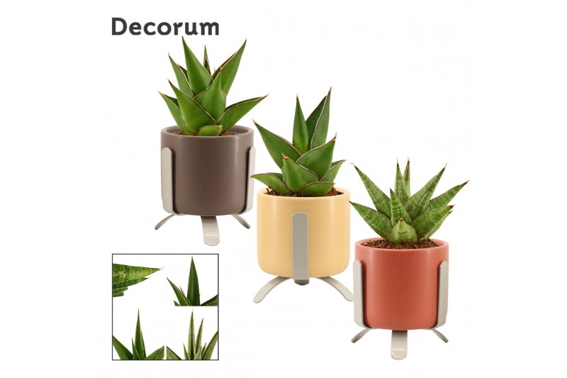 Sansevieria Sansevieria Crown mix 6 cm in Luca (Nature love-collection Sansevieria Sansevieria Crown mix 6 cm in Luca (Nature love-collection