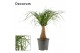 Beaucarnea recurvata recht decorum 