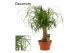 Beaucarnea recurvata recht in schaal decorum 