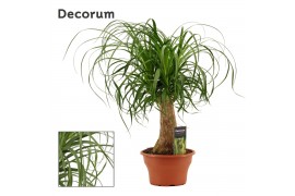 Beaucarnea recurvata recht in schaal decorum