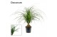 Beaucarnea recurvata bol decorum 