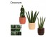 Sansevieria cylindrica mix decorum in sanne nature love 