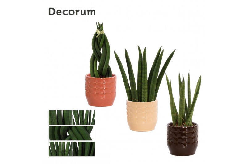 Sansevieria cylindrica mix decorum in sanne nature love 