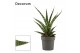 Sansevieria Sansevieria Tiger crown 12 cm (Decorum) 