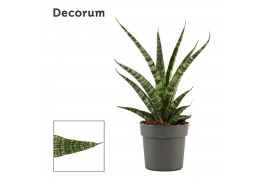 Sansevieria Sansevieria Tiger crown 12 cm (Decorum)