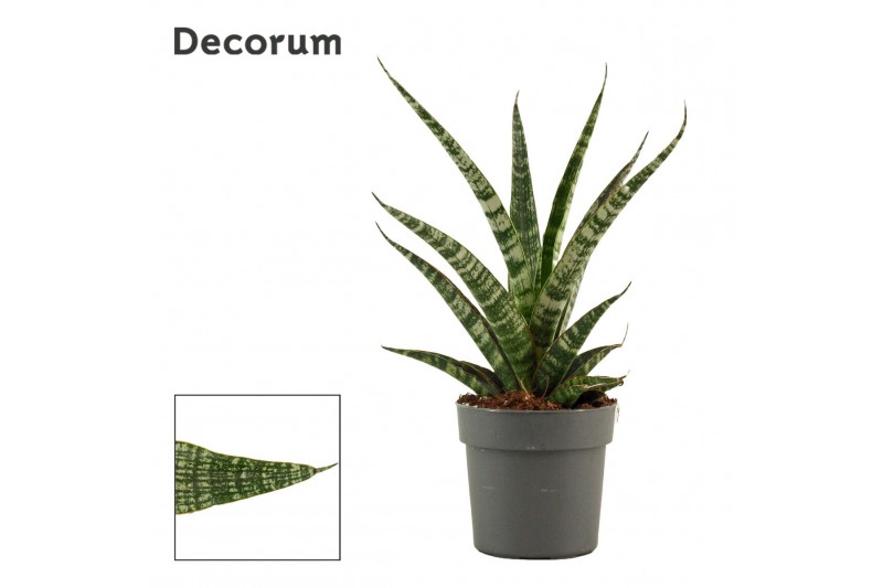 Sansevieria Sansevieria Tiger crown 12 cm (Decorum) Sansevieria Sansevieria Tiger crown 12 cm (Decorum)