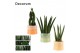 Sansevieria cylindrica mix in evita craft world decorum 