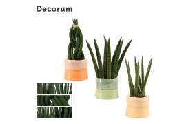 Sansevieria cylindrica mix in evita craft world decorum