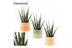 Sansevieria fernwood decorum in evita craft world 