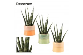 Sansevieria fernwood decorum in evita craft world