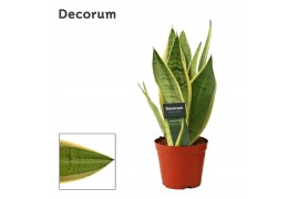 Sansevieria trifasciata white snow decorum