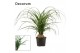 Beaucarnea recurvata bol decorum 