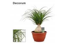 Beaucarnea recurvata bol decorum