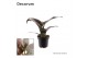 Philodendron imperial red Philodendron Imperial Red P12 (Decorum) 3 pp 