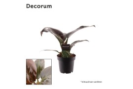 Philodendron imperial red Philodendron Imperial Red P12 (Decorum) 3 pp