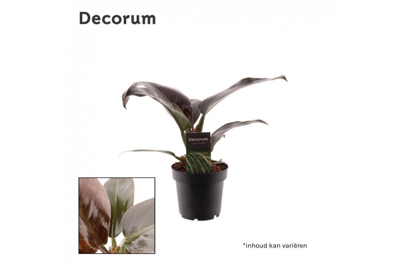 Philodendron imperial red Philodendron Imperial Red P12 (Decorum) 3 pp Philodendron imperial red Philodendron Imperial Red P12 (Decorum) 3 pp