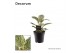 Philodendron birkin Philodendron Birkin P12 (Decorum) 1 pp 
