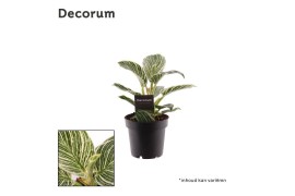 Philodendron birkin Philodendron Birkin P12 (Decorum) 1 pp