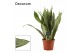 Sansevieria trifasciata aubrytiana marlowe decorum 
