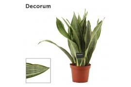 Sansevieria trifasciata aubrytiana marlowe decorum