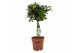 Schefflera arboricola nora op stam 