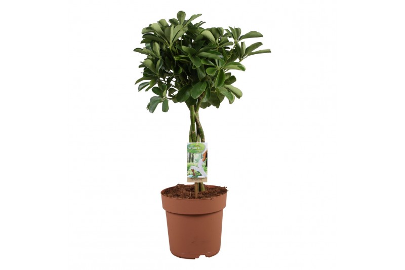 Schefflera arboricola nora op stam 