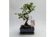 Bonsai Zelkova S-shape Traditional + Schotel 