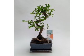 Bonsai Zelkova S-shape Traditional + Schotel