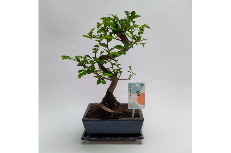 Bonsai Zelkova S-shape Traditional + Schotel 