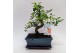 Bonsai Zelkova S-shape Traditional + Schotel 