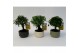 Bonsai mix in Pure 