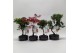Bonsai mix Outdoor 