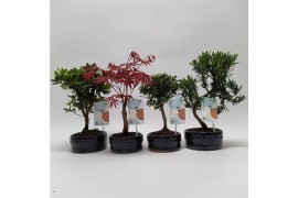 Bonsai mix Outdoor