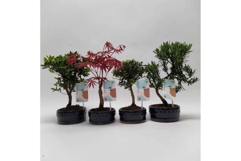 Bonsai mix Outdoor 