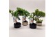 Bonsai mix Outdoor 