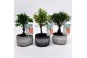 Bonsai mix Bonsaimix Tribal 12 cm 