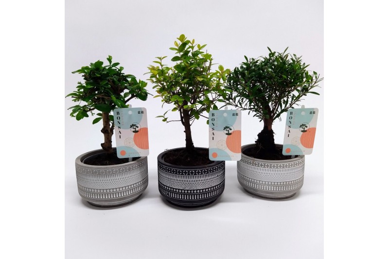Bonsai mix Bonsaimix Tribal 12 cm 