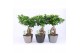 Ficus microcarpa ginseng Ficus Ginseng Infinitie keramiek 