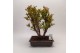 Bonsai Punica Outdoor 
