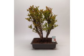 Bonsai Punica Outdoor
