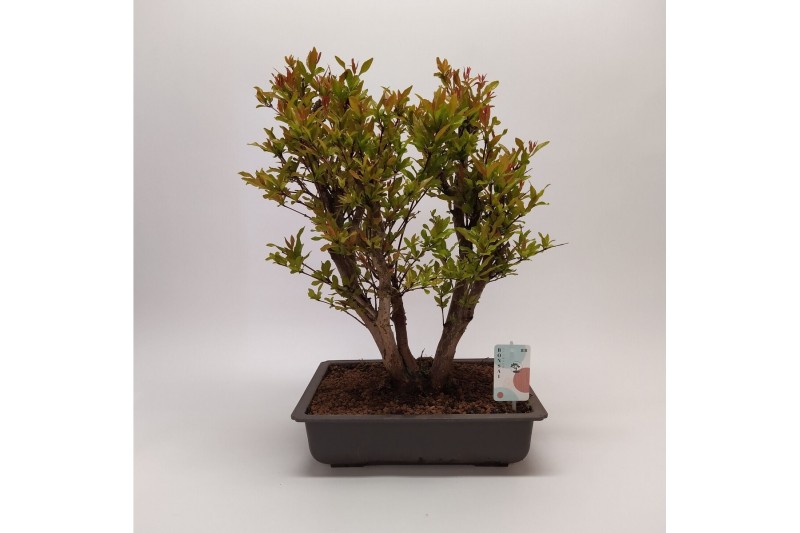 Bonsai Punica Outdoor 