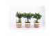 Ficus microcarpa ginseng in noah mand 