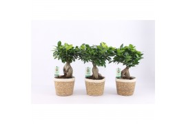 Ficus microcarpa ginseng in noah mand