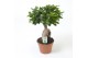 Ficus microcarpa ginseng 