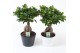 Ficus microcarpa ginseng in zwart-wit keramiek 
