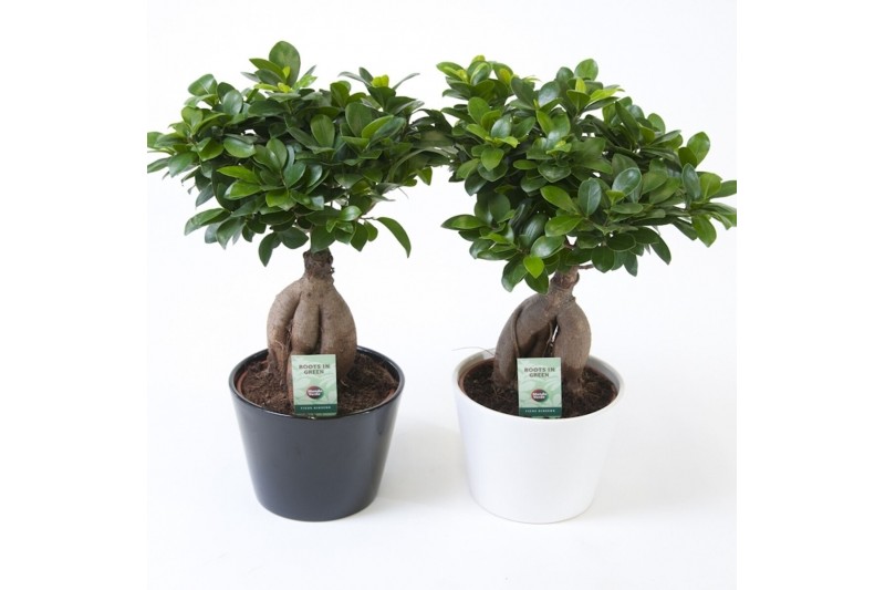 Ficus microcarpa ginseng in zwart-wit keramiek 