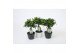 Ficus microcarpa ginseng in zwart-wit keramiek 