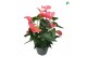 Anthurium andr. maine 