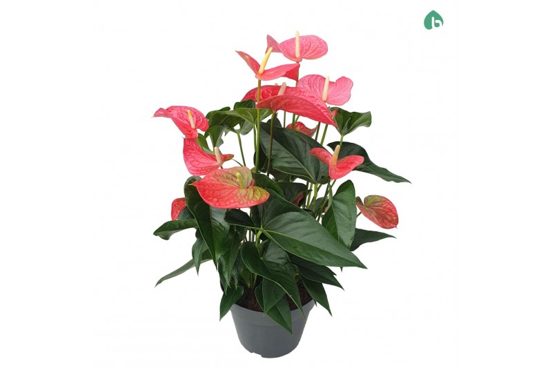 Anthurium andr. maine 
