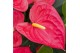 Anthurium andr. maine 